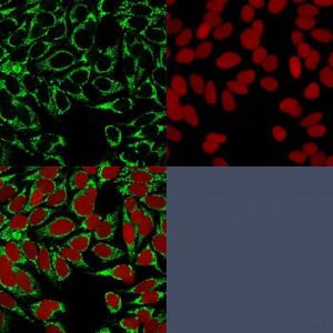 Immunofluorescent analysis of methanol fixed HeLa cells stained with Anti-HIF1 alpha Antibody [HIF1A/84] followed by Goat Anti-Mouse IgG (CF&#174; 488) (Green). The nuclear counterstain is RedDot (Red).