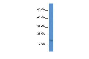 Anti-H2AFZ Rabbit Polyclonal Antibody