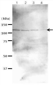 Anti-Rad21 Antibody