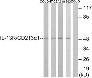 Western blot analysis of lysates from COLO, HT-29, A549, and 293 cells using Anti-IL-13R Antibody. The right hand lane represents a negative control, where the antibody is blocked by the immunising peptide.