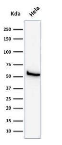 Western blot analysis of HeLa cell lysate using Anti-Mitochondria Antibody [113-1]