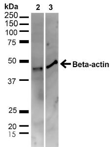 Anti-beta Actin antibody