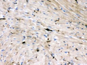 Anti-GAP43 Mouse Monoclonal Antibody [clone: GAP-8A12]