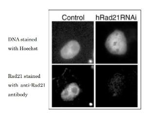 Anti-Rad21 Antibody