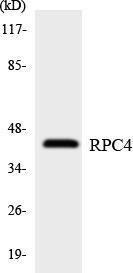 Western blot analysis of the lysates from HepG2 cells using Anti-RPC4 Antibody