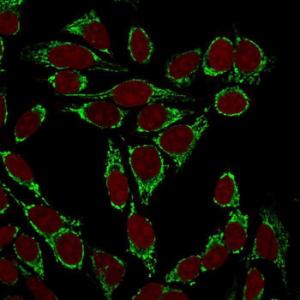 Immunofluorescent analysis of HeLa cells stained with Anti-Mitochondria Antibody [113-1] (CF and #174; 488) (Green). Nuclear counterstain is RedDot