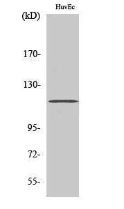 Western blot analysis of various cells using Anti-ZNF387 Antibody