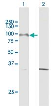 Anti-PCDHGA8 Mouse Polyclonal Antibody