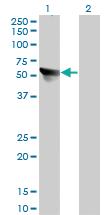 Anti-CCT7 Mouse Monoclonal Antibody [clone: 1D6]