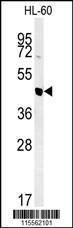 Anti-NASP Rabbit Polyclonal Antibody (APC (Allophycocyanin))