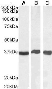 Anti-GAPDH antibody