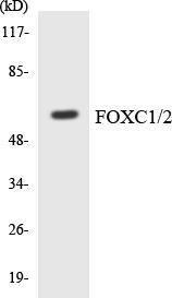 Western blot analysis of the lysates from Jurkat cells using Anti-FOXC1 + FOXC2 Antibody