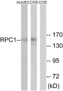 Anti-RPC1 antibody