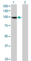 Anti-PCDHGA8 Mouse Monoclonal Antibody [clone: 1C11]