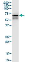 Anti-CCT7 Mouse Monoclonal Antibody [clone: 1D6]