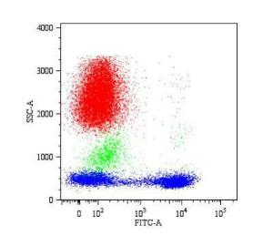 Flow Cytometry analysis of human Peripheral Blood Lymphocytes (PBL) stained with Anti-CD5 Antibody (A86153/1 µg/ml)