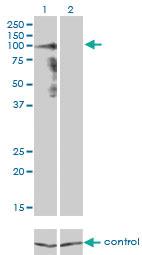 Anti-PCDHGA8 Mouse Monoclonal Antibody [clone: 1C11]