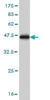 Anti-TNIK Mouse Monoclonal Antibody [clone: 4E4]