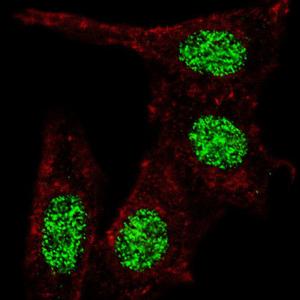 Anti-KLF4 Rabbit Polyclonal Antibody (Biotin)