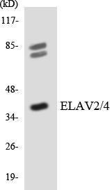 Western blot analysis of the lysates from 293 cells using Anti-ELAV2 + ELAV4 Antibody