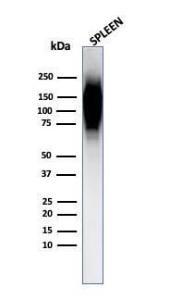 Western blot analysis of human spleen tissue lysate using Anti-HIF1 alpha Antibody [Ha111a]