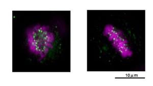 Anti-Nuf2 Antibody