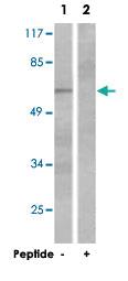 Anti-PTPN6 Rabbit Polyclonal Antibody