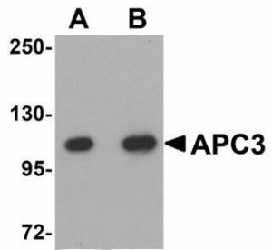 Anti-CDC27 Rabbit Polyclonal Antibody