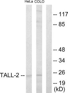 Western blot analysis of lysates from HeLa and COLO205 cells using Anti-TALL-2 Antibody. The right hand lane represents a negative control, where the antibody is blocked by the immunising peptide