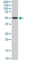 Anti-ZBTB3 Mouse Polyclonal Antibody