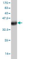 Anti-TNIK Mouse Monoclonal Antibody [clone: 3D4]