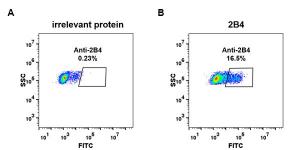 Expi 293 cell line transfected with irrelevant protein (A) and human 2B4 (B) were surface stained with Anti-2B4 Antibody [DM70] - Azide free (A317394) at 1 µg/ml followed by Anti-Rabbit IgG Antibody (Alexa 488)