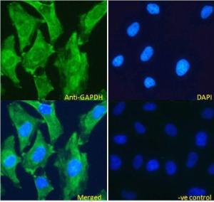 Anti-GAPDH antibody