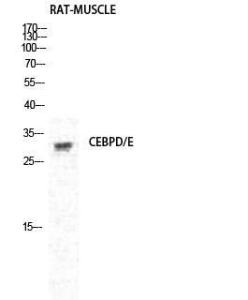 Western blot analysis of rat MUSCLE cells using Anti-CEBPD + CEBPE Antibody