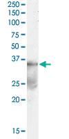 Anti-DAZL Goat Polyclonal Antibody