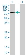 Anti-ZBTB3 Mouse Polyclonal Antibody