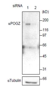 Anti-POGZ Antibod