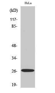 Western blot analysis of COLO205 cells using Anti-TALL-2 Antibody