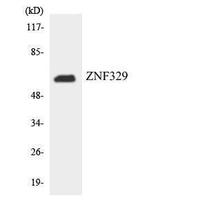 Western blot analysis of the lysates from RAW264.7 cells using Anti-ZNF329 Antibody