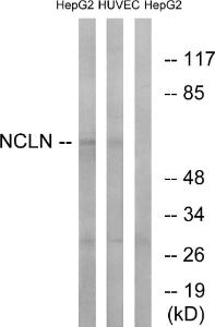 Western blot analysis of lysates from HepG2 and HUVEC cells using Anti-NCLN Antibody. The right hand lane represents a negative control, where the antibody is blocked by the immunising peptide