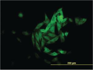 Anti-NQO1 Mouse Monoclonal Antibody [clone: 1E3-A6]