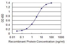 Anti-ZBTB6 Mouse Monoclonal Antibody [clone: 2E12]