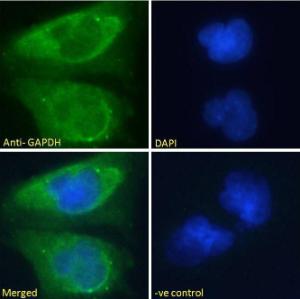 Anti-GAPDH antibody