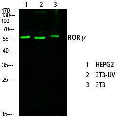 Antibody anti-RORG A99360-100 100 µg