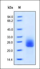 The purity of rh FLT3LG was determined by DTT-reduced (+) SDS-PAGE and staining overnight with Coomassie Blue.