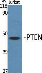 Antibody anti-PTEN AB-380 100 µg