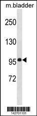 Anti-MEG11 Rabbit Polyclonal Antibody (Biotin)