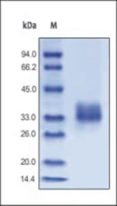 The purity of rh FOLR1 was determined by DTT-reduced (+) SDS-PAGE and staining overnight with Coomassie Blue.