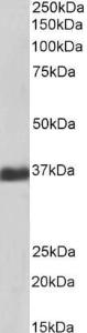 Anti-GAPDH Antibody (A82909/Biotin) (1 µg/ml) staining of Human Liver lysate (35 µg protein in RIPA buffer), exactly mirroring its parental non-biotinylated product. Primary incubation was 1 hour