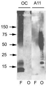 Western blot analysis of human Abeta42 fibrils and prefibrillar oligomers showing detection of Amyloid Fibrils (OC) protein using Anti-Amyloid Fibrils Antibody (A304905) at 1:1,000